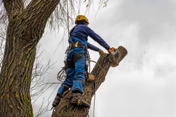 Best Tree Preservation Services  in Arlington, OH