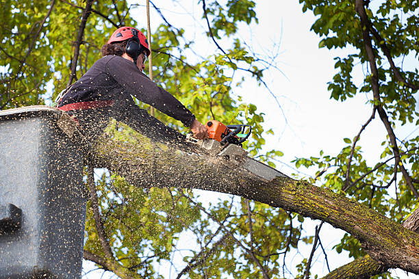 Best Tree Mulching  in Arlington, OH